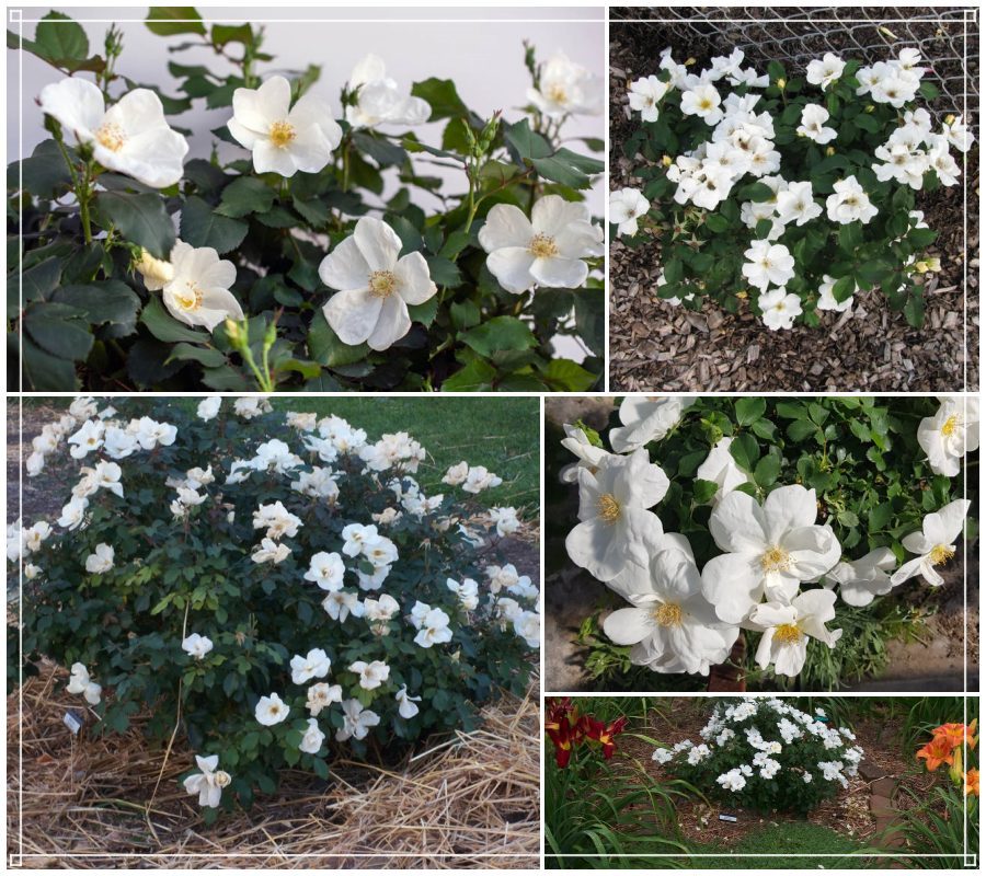 White Knock Out róże rabatowe